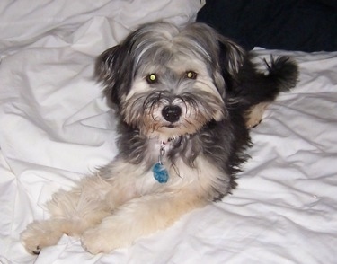 Buster the Chinese Frise is laying on a human's bed and looking at the camera holder