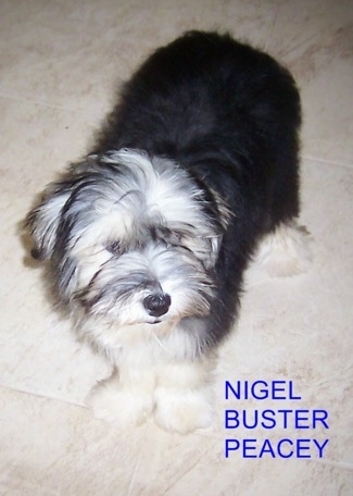 Buster the Chinese Frise is standing on a tan tiled floor. The Words 'Nigel/Buster/Peacey' is overlayed 