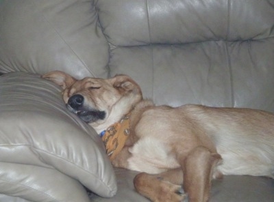 Trip the Chinook is sleeping on a tan couch with his head up against the arm while wearing a tan bandana