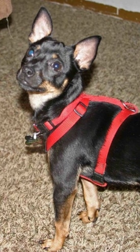 Lot the black with tan ChiPin is standing on a carpet in a red harness