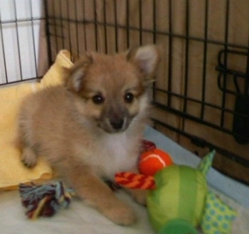 A small fuzzy tan with white Pomchi puppy is laying on a blanket in a crate and there are a couple of toys in front of it.