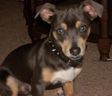 Close Up - Hercules the brown with tan and white Chiweenie is sitting in front of a wooden table. He is wearing a black leather spiked collar.