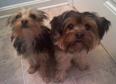 Close Up - Gracie and Pixie are sitting on a tiled floor next to each other in front of a door