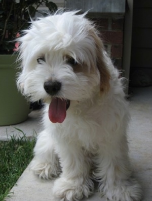 A soft-looking, wavy-coated, white with tan Cockapoo is sitting on a sidewalk next to a potted plant and grass. Its mouth is open and tongue is out.