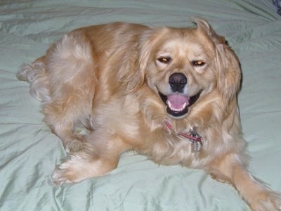 Jester the cream and tan Cockeranian is laying on a light green sheet on a human's bed and his mouth is open. It looks like he is smiling