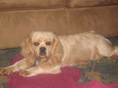 Reagan the tan Cockinese is laying on a red, blue and tan rug in front of a tan couch