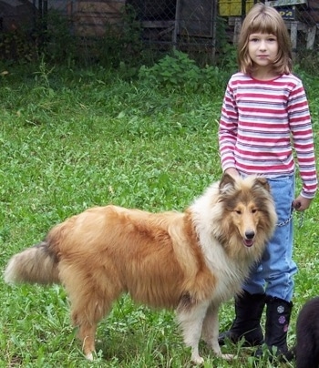 Kasey the Collie is standing outside in an unkempt lawn next to a little girl