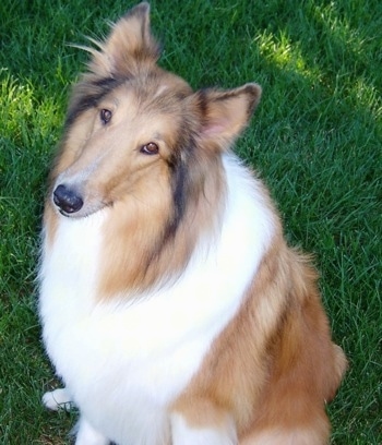 Ginger the Collie is sitting in grass and looking towards the camera holder with her head tilted to the right