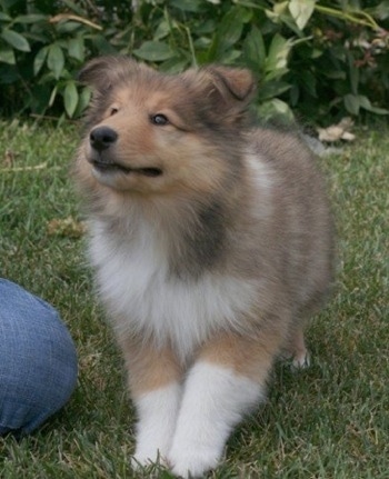 Neko the Collie puppy is standing outside in grass with a rhododendron bush in the background and looking up at the person next to her