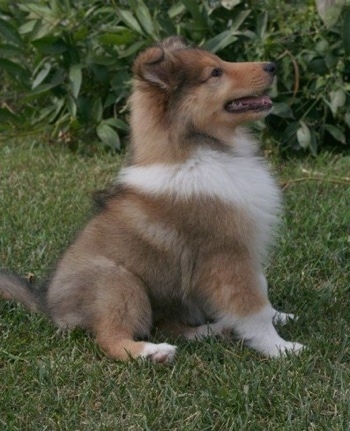 Neko the Collie puppy is sitting outside in the grass facing the right with its mouth open and a rhododendron bush in the background