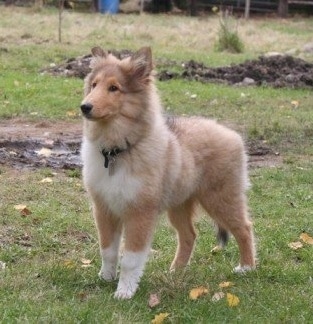 Neko the Collie puppy is standing outside in grass with a patch of mud behind him and looking forward