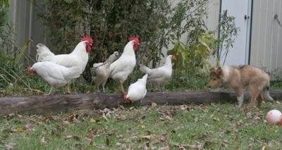 Neko the Collie puppy is outside stalking a flock of white chickens