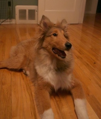 Neko the Collie Puppy is laying on a hardwood florr and looking at the camera holder with her mouth open looking to the right