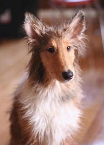 Neko the Collie Puppy is wet and sitting on a hardwood floor