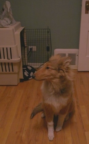 Neko the Collie puppy is looking ot the left and sitting on a hardwood floor with a dog crate in the background