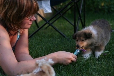 Neko the Collie Puppy is standing outside biting at a toy thats being held by a lady