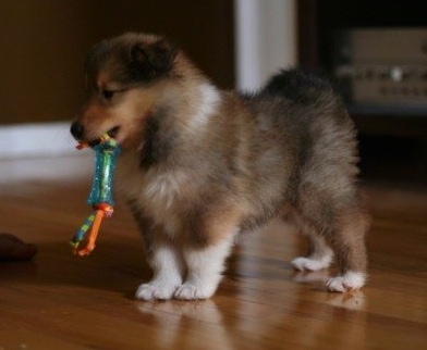 Neko the Collie Puppy is standing on a hardwood floor with a dog toy in her mouth