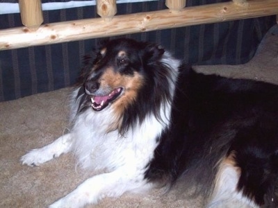 Side view - A long-haired, black with white and tan Rough Collie is laying on a carpet next to it a bed with a wooden frame. Its mouth is open and it looks like it is smiling.