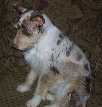 Gypsy the Confetti Australian Shepherd is sitting near a couch and looking down at the ground