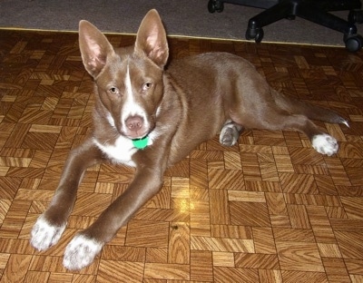 Lanto the brown and white Coydog puppy is laying on a brown tiled floor. There is a computer chair behind him.