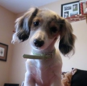 Close Up - Avery the Miniature Dachshund is sitting on top of a person with her head tilted to the right