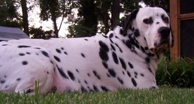 Louie the Dalmador is laying outside in grass next to the corner of a house