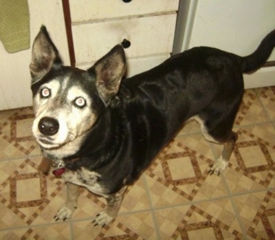 Sheba the Dalmatian Husky is standing on a tiled floor and looking up at the camera holder