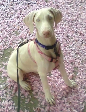 Vera the white Doberman Pincher puppy is sitting in a pile of purple flower pedals. She is wearing a pink harness, a purple collar and a black leash.