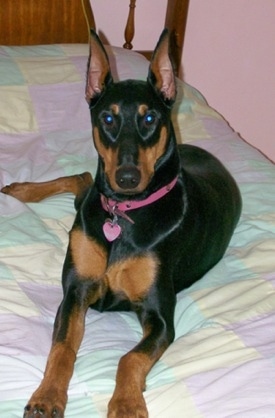 Nina the black and tan Doberman pinscher is laying on a human's bed in a room with pink walls.