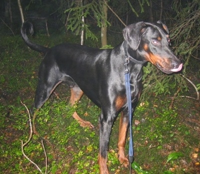Max the black and tan Doberman is standing in a wooded area in between trees and licking his nose