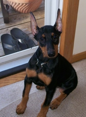 Nina the black and tan Doberman Pinscher puppy is sitting in front of a sliding door. There are black flip flops on the other side of the door on the deck.