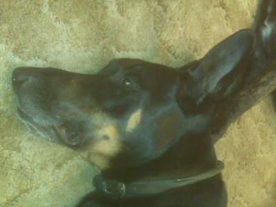 Close Up - Cairo the Doberman Shepherd's face on the carpet