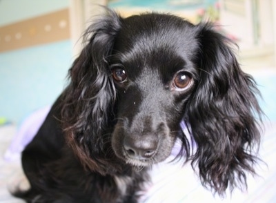 Close Up head shot - Bella the Dockers face with long black ears