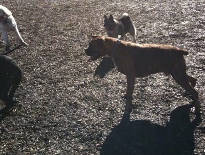 Bruno the Boxer and Tia the Norwegian Elkhound watching the other dogs