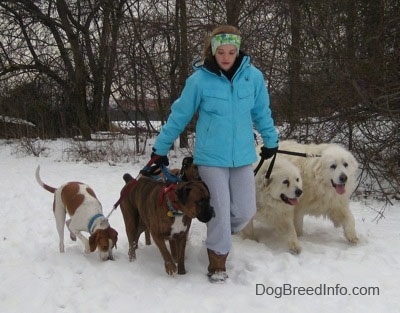 A lady in a blue coat is walking Five heeling dogs in snow