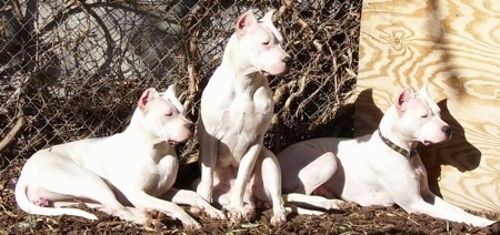 Bella, Zoe and Lucero the white Dogos are laying and sitting in front of a chain link fence. The furthest right dog is in front of a wooden board leaning on a fence