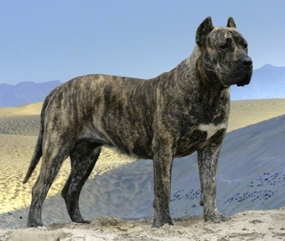 Tobatacaya de Rey Gladiador the Presa Canario is standing on a sand dune with a sandy terrain behind it