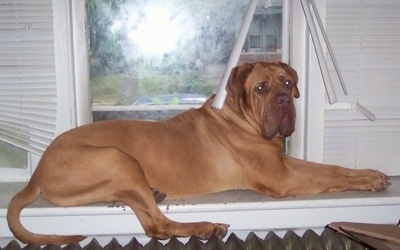 http://www.dogbreedinfo.com/images23/DoguedeBordeauxFrenchMastiffMaxie6yearsOld.jpg
