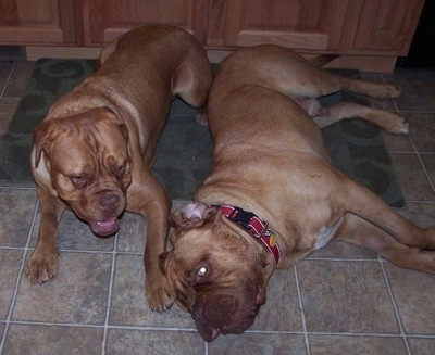 Kona and Guinness the Dogue de Bordeauxs are laying in a kitchen next to each other on a mat. Kona is looking at Guinness who is laying on his side