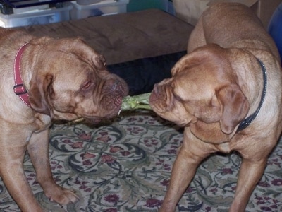 Kona and Guinness the Dogue de Bordeauxs having a tug-of-war over a frog toy