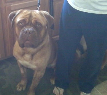 Guinness the Dogue de Bordeaux is sitting next to a person in a kitchen