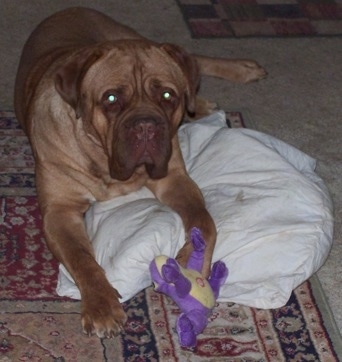 Guinness the Dogue de Bordeaux is laying on a rug on top of a white a pillow. There is a purple frog toy in front of it