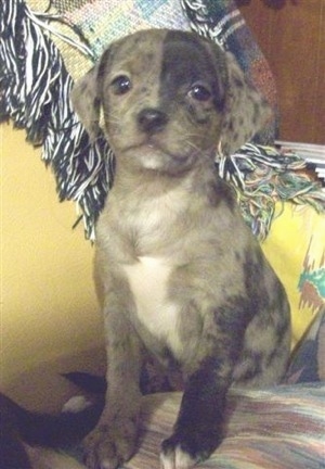 A Doxie-Chin puppy is sitting on a couch and looking at the camera holder