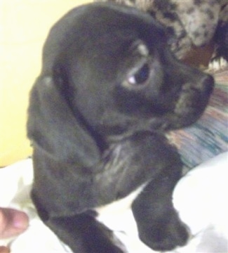 Close Up - A Doxie-Chin puppy is laying on a person and looking to the right