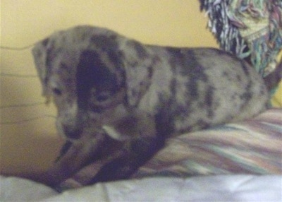 A Doxie-Chin puppy laying down on a couch