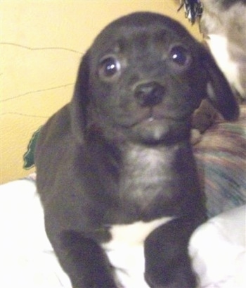 Close Up - A Doxie-Chin puppy is laying on a couch and looking towards the camera holder