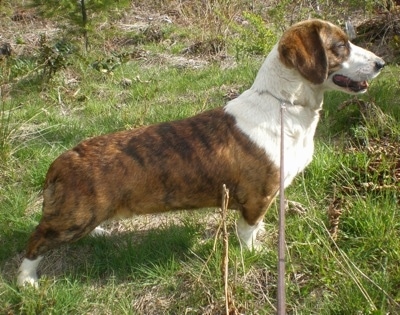 Sideview - Bindy the brown brindle and white Drever standing outside looking forward while on a leash.