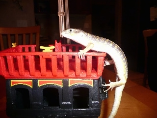 Left Profile - An Egyptian Skink is climbing up the side of a toy into a basket.