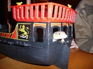 An Egyptian skink is laying inside of a Pirate Ship toy.