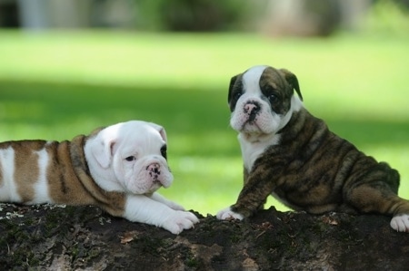 One English Bulldog Puppy is laying on a log and the other one is sitting in front of it